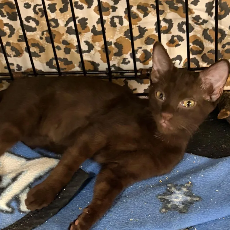 A baby small-sized female Brown / Chocolate American Shorthair cat named CoCo for adoption in Melrose, FL