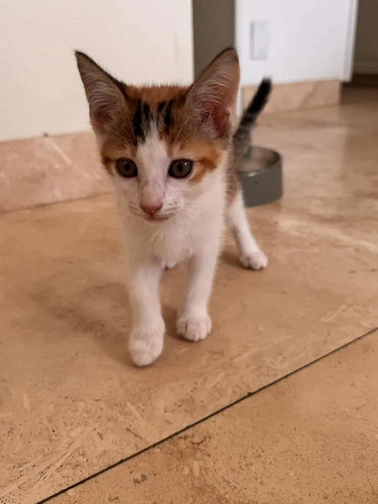 A baby small-sized female Domestic Short Hair cat named Gracie for adoption in Wellington, FL