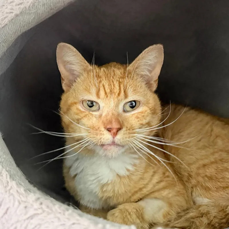 Fishtopher thumbnail 2