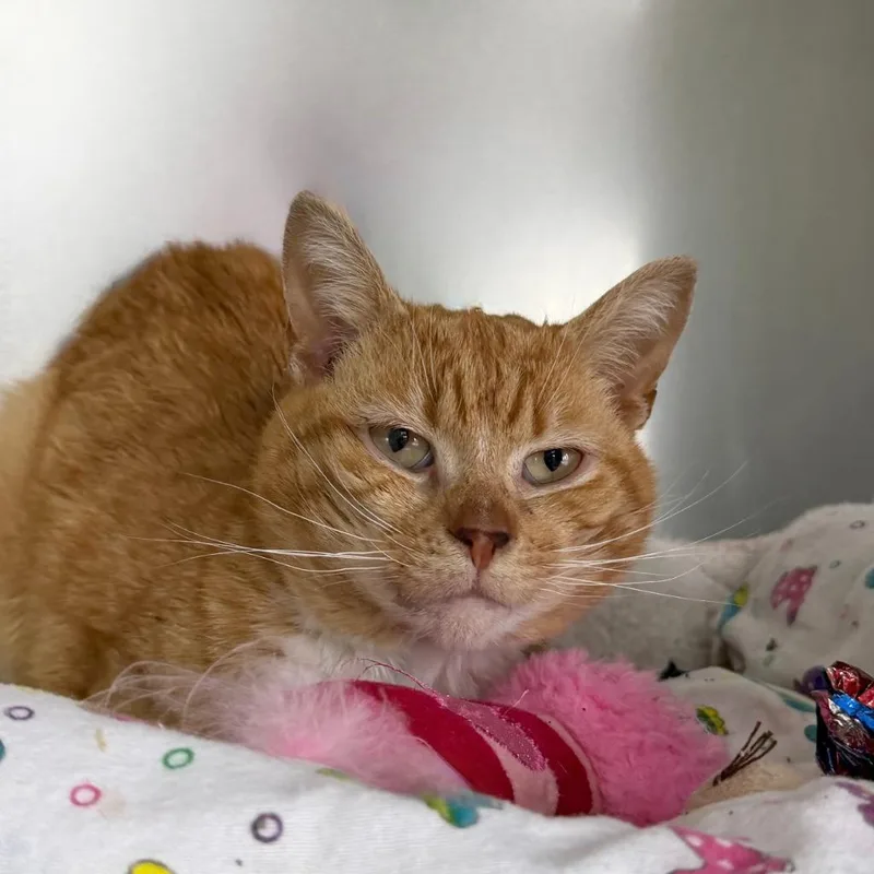 Fishtopher thumbnail 3