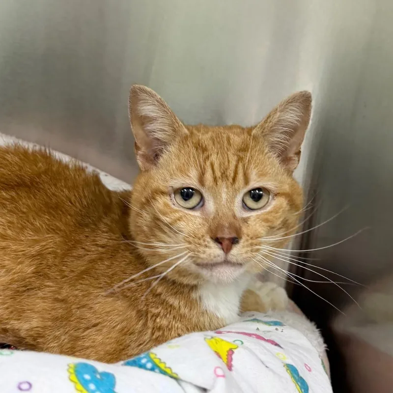 Fishtopher thumbnail 4