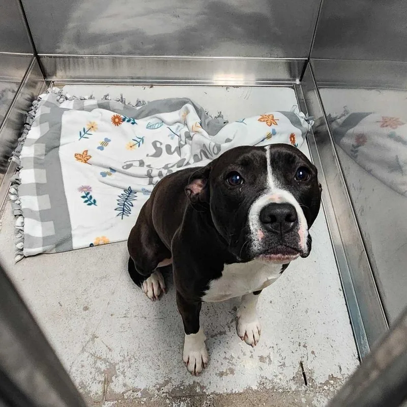 A young medium-sized female Black Mixed Breed dog named Mavis for adoption in Davenport, IA