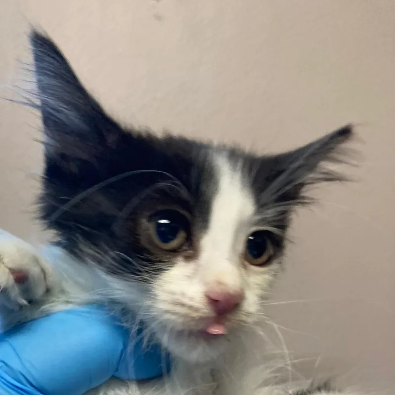 A baby small-sized female Domestic Medium Hair cat named Brazil Nut for adoption in Chicago, IL