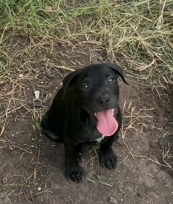 A baby medium-sized male Black Terrier dog named Shadow for adoption in Mico, TX