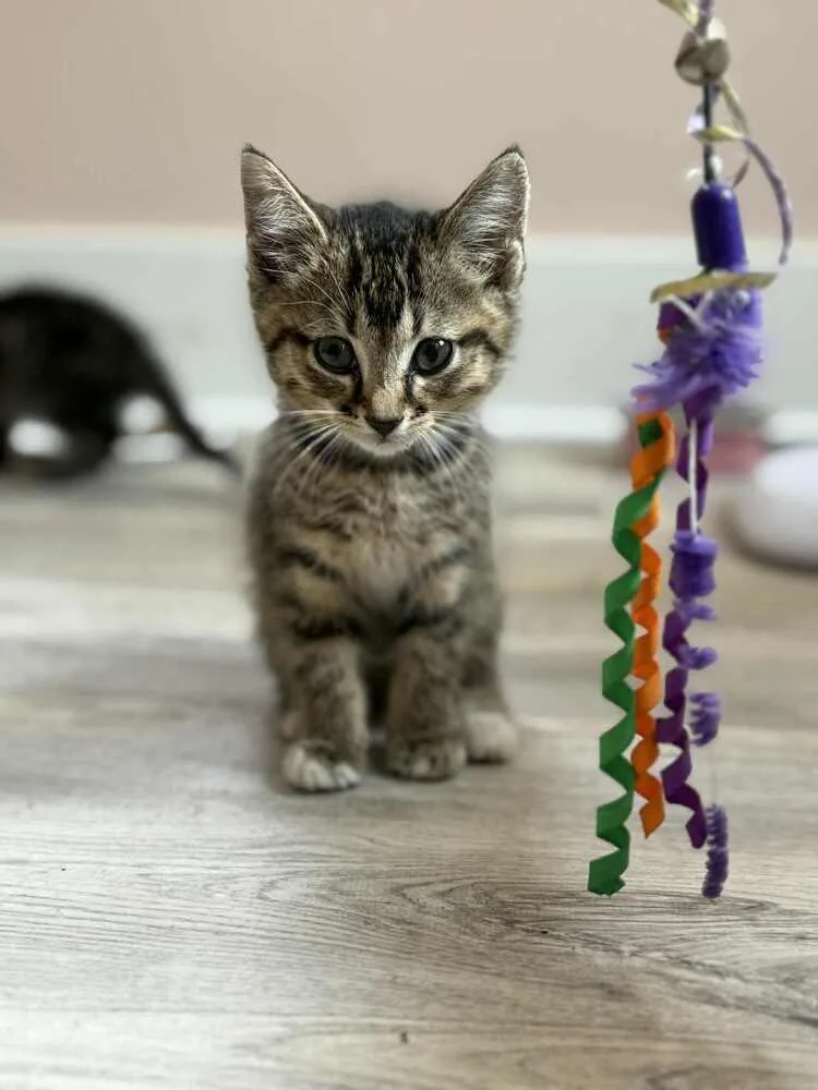 Flounder Iv thumbnail 2