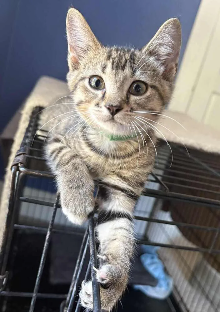 Flounder Iv thumbnail 3