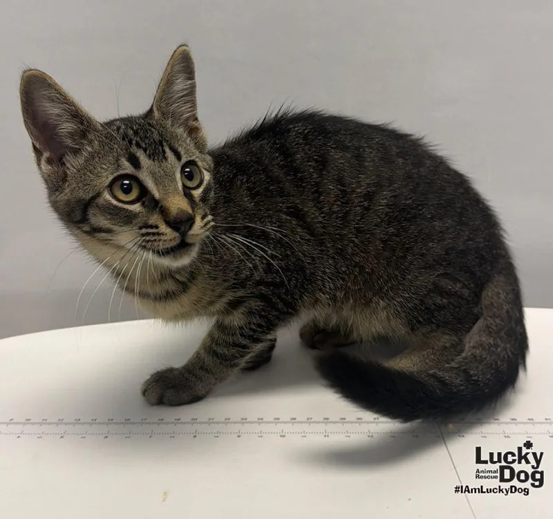 A young medium-sized male Domestic Short Hair cat named Coffee Espresso for adoption in Washington, DC