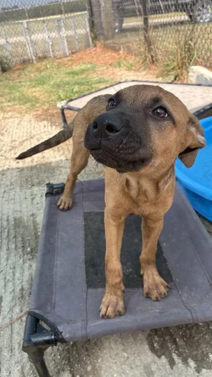 A baby medium-sized male Brown / Chocolate Mixed Breed dog named Bluey for adoption in Georgetown, SC