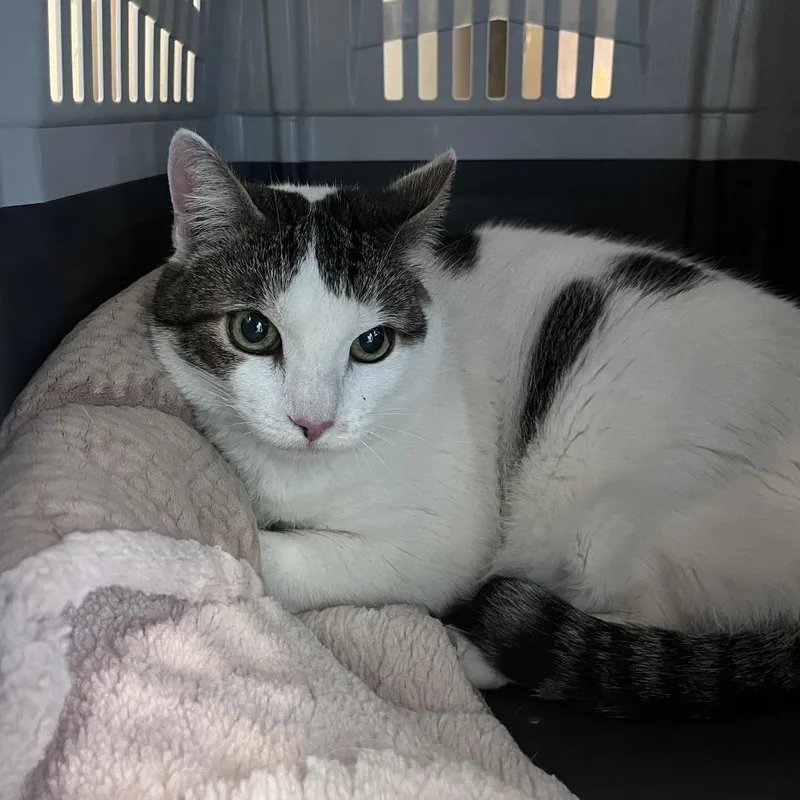 A senior small-sized female Brown / Chocolate Domestic Medium Hair cat named Anika for adoption in San Pablo, CA