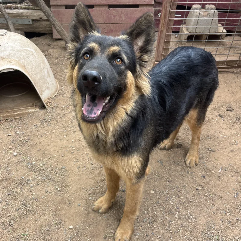 A young large-sized female Bicolor German Shepherd Dog dog named Lena for adoption in Santa Monica, CA