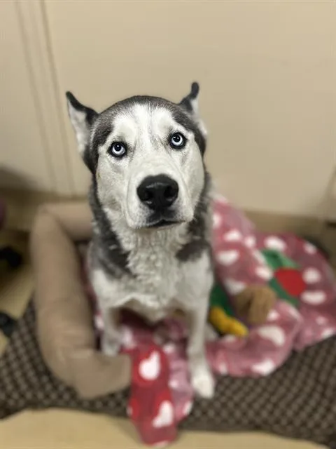 An adult large-sized male Siberian Husky dog named Koda for adoption in Chula Vista, CA