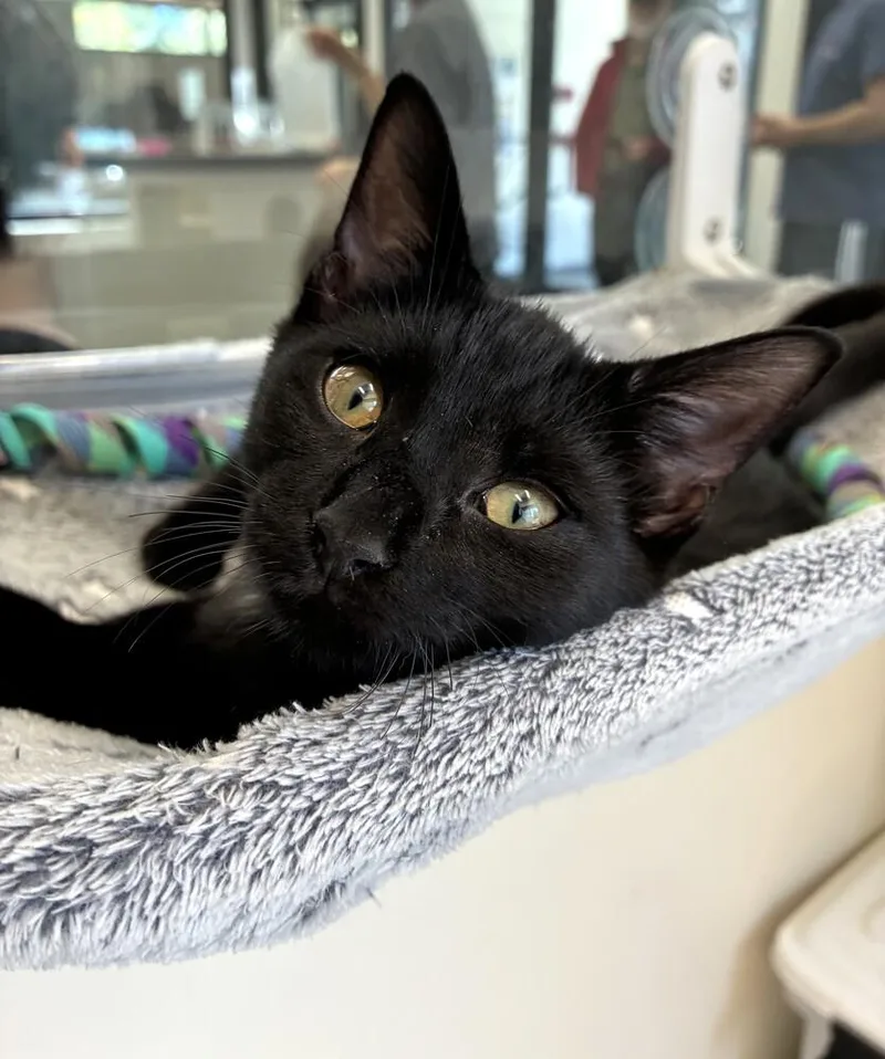 A baby medium-sized female Black Domestic Short Hair cat named Posy for adoption in Elmsford, NY