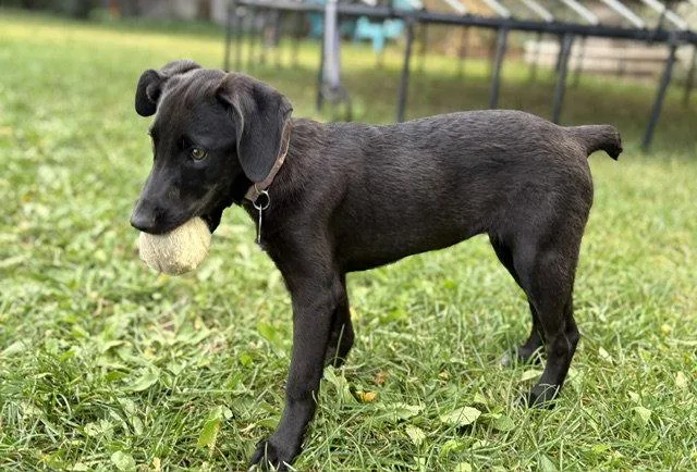 A young medium-sized female Cattle Dog named Bitzy for adoption in Salt Lake City, UT