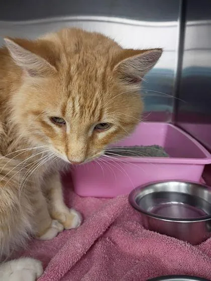 Dreamsicle thumbnail 3