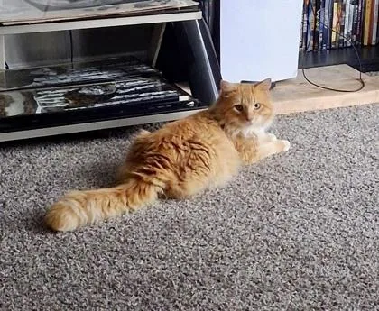 Dreamsicle thumbnail 4