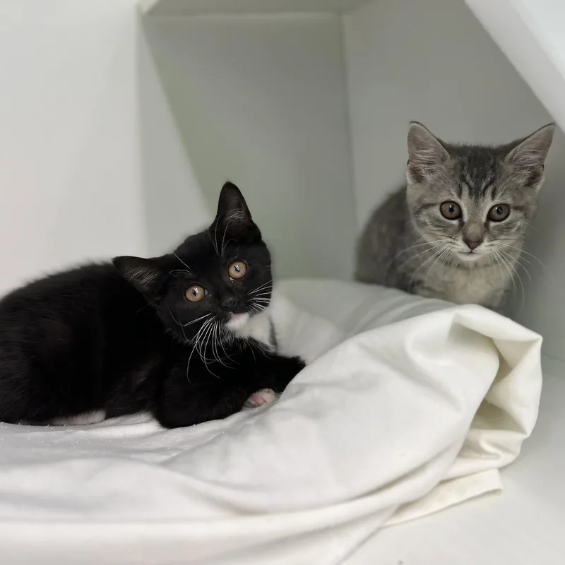 A young medium-sized female Domestic Short Hair cat named Poppy for adoption in Spring Lake, NJ