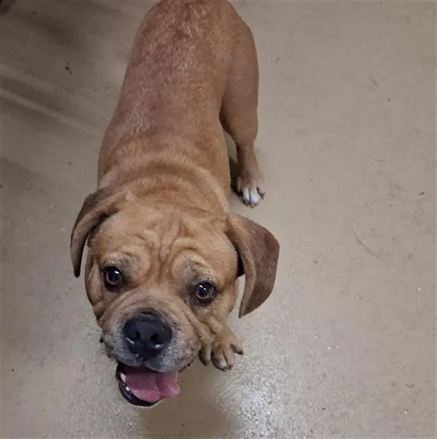 An adult medium-sized male Beagle dog named Jax for adoption in Chula Vista, CA