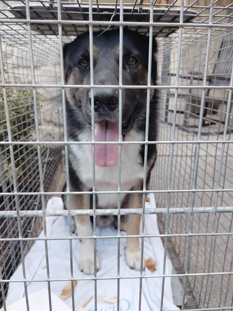 An adult large-sized male German Shepherd Dog dog named Finneas for adoption in Dallas, TX