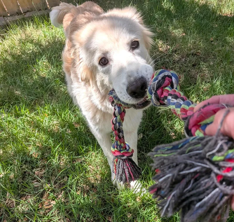 A baby large-sized female Great Pyrenees dog named Rowan SAT for adoption in Quinlan, TX