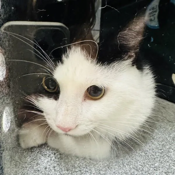 A young small-sized male Domestic Short Hair cat named Lincoln for adoption in Des Moines, IA