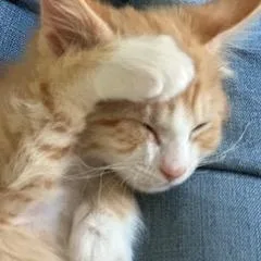 A baby medium-sized male Orange & White Domestic Short Hair cat named Buster for adoption in Gardnerville, NV