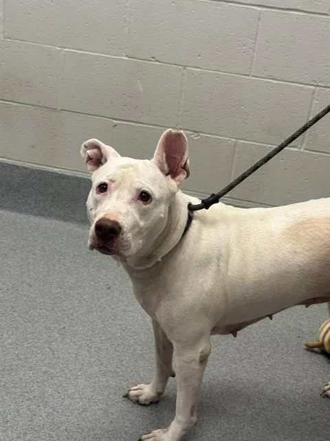 An adult medium-sized female Pit Bull Terrier dog named Daisy for adoption in Indianapolis, IN