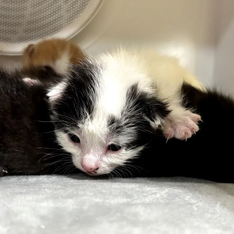 A baby small-sized female White Domestic Medium Hair cat named Harper Lee for adoption in Katy, TX