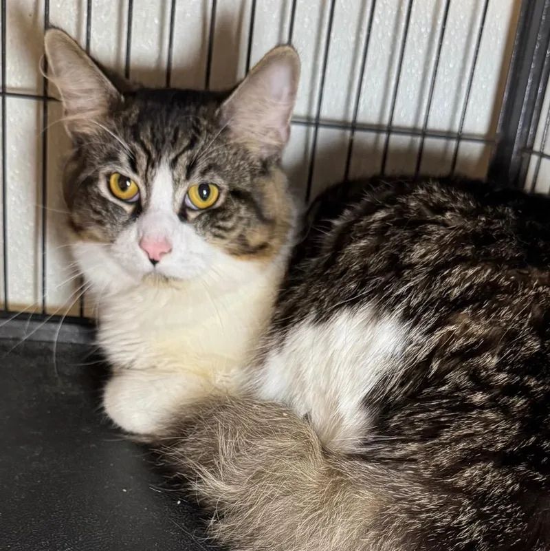A baby medium-sized male Domestic Long Hair cat named Rubby for adoption in Saginaw, MI