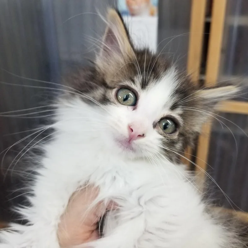 An adult small-sized female Brown / Chocolate Domestic Long Hair cat named Kaeya for adoption in Hemet, CA