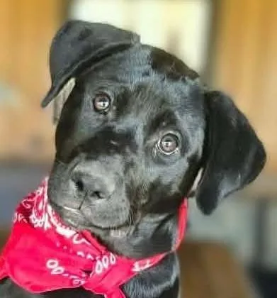 A baby large-sized male Black Weimaraner dog named Stream for adoption in Boerne, TX