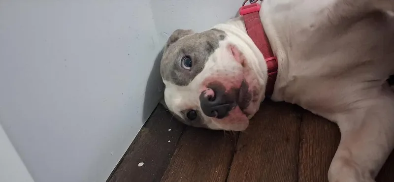 A young large-sized female Pit Bull Terrier dog named Miss daisy for adoption in Mauston, WI
