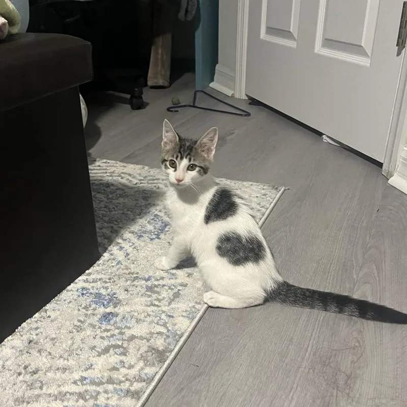 A baby small-sized male White Domestic Short Hair cat named Rocky for adoption in Port Richey, FL