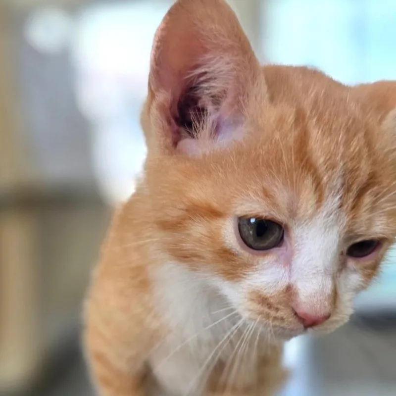 A baby small-sized male Orange / Red Domestic Short Hair cat named Velveeta for adoption in Chapel Hill, NC