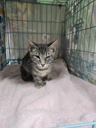 A baby small-sized male Domestic Short Hair cat named Fred for adoption in Gainesville, FL