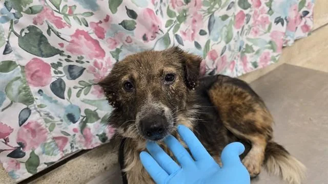 A young small-sized female Australian Shepherd dog named Twix for adoption in Riverside, CA