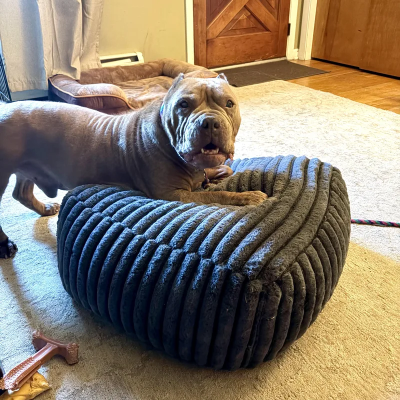 An adult medium-sized male American Bully dog named Gremlin for adoption in Elizabethtown, PA