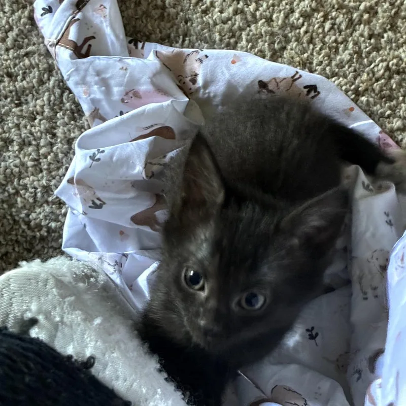 A baby small-sized male Black Domestic Short Hair cat named Sailor for adoption in Abingdon, MD