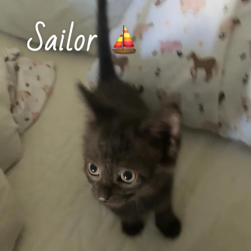 Sailor thumbnail 3