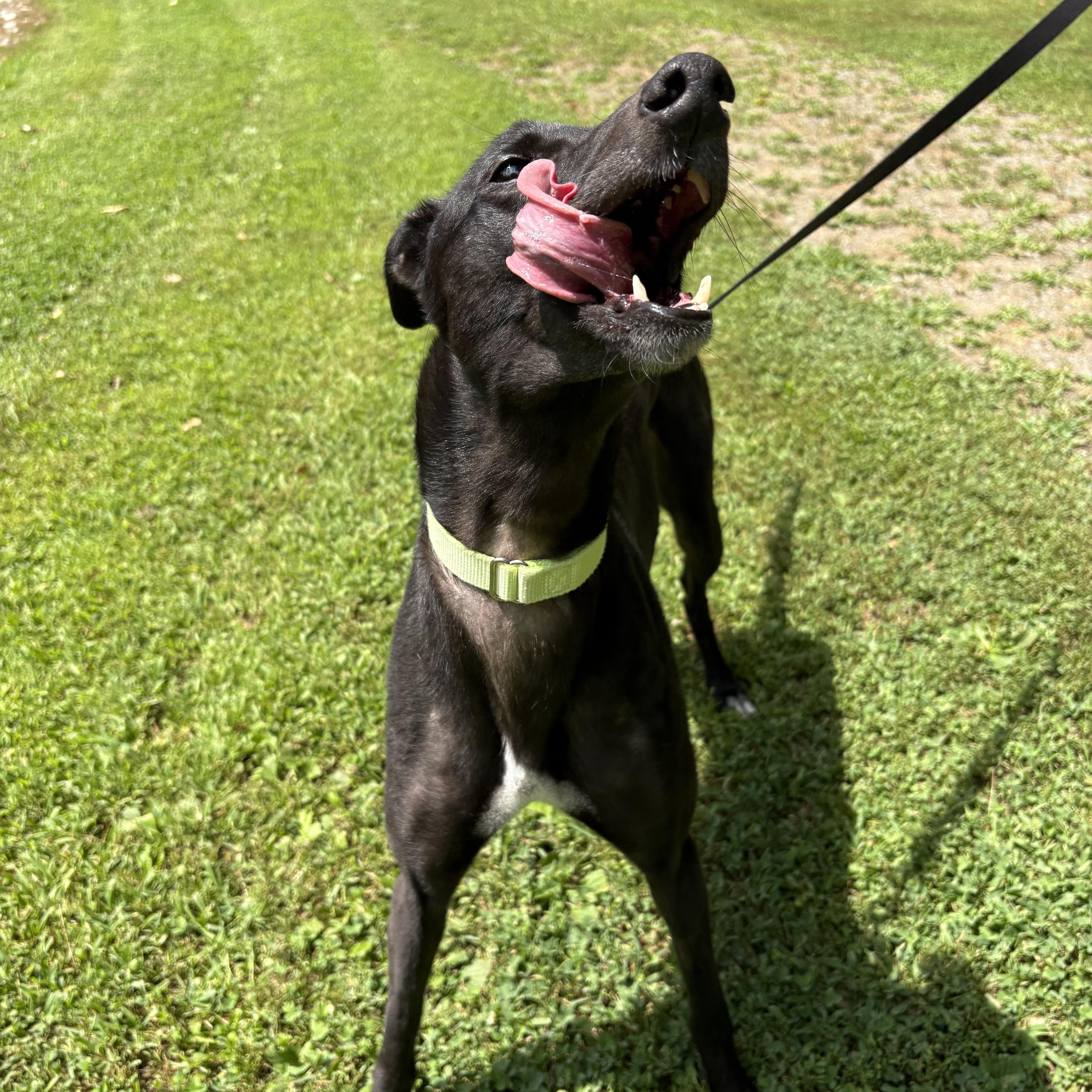 An adult large-sized female Black Greyhound dog named Sooky for adoption in Swanzey, NH