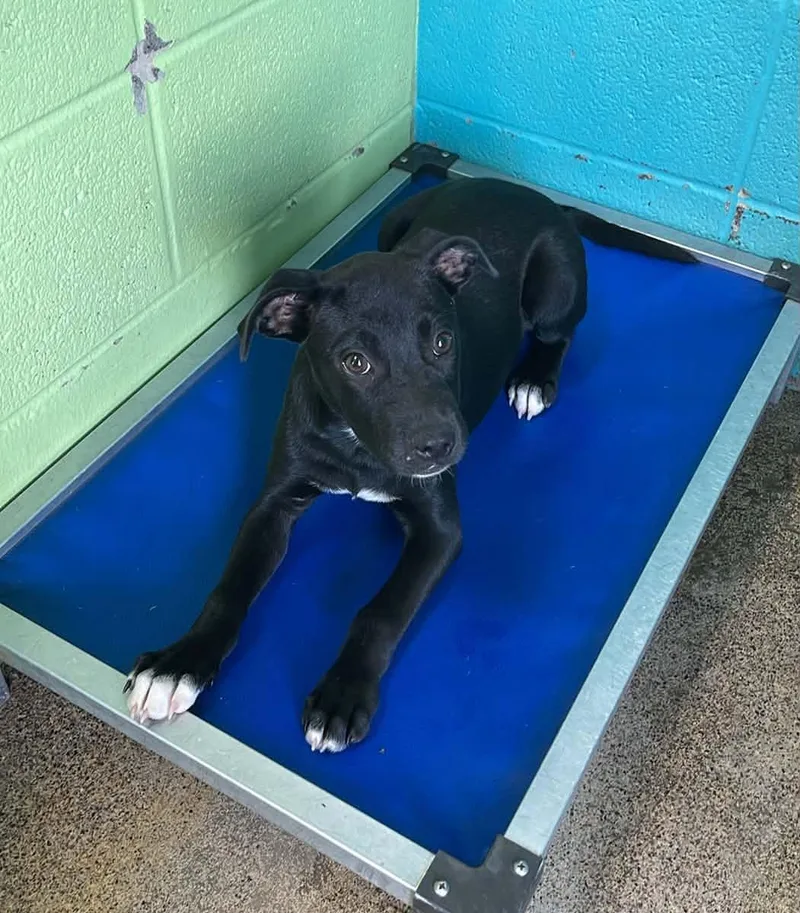 A baby medium-sized female Black Bulldog dog named Tatum for adoption in Fort Payne, AL