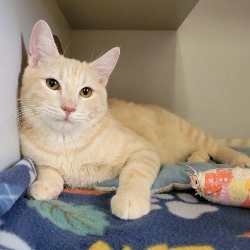 A young large-sized male Domestic Short Hair cat named Storm for adoption in ALPINE, TX