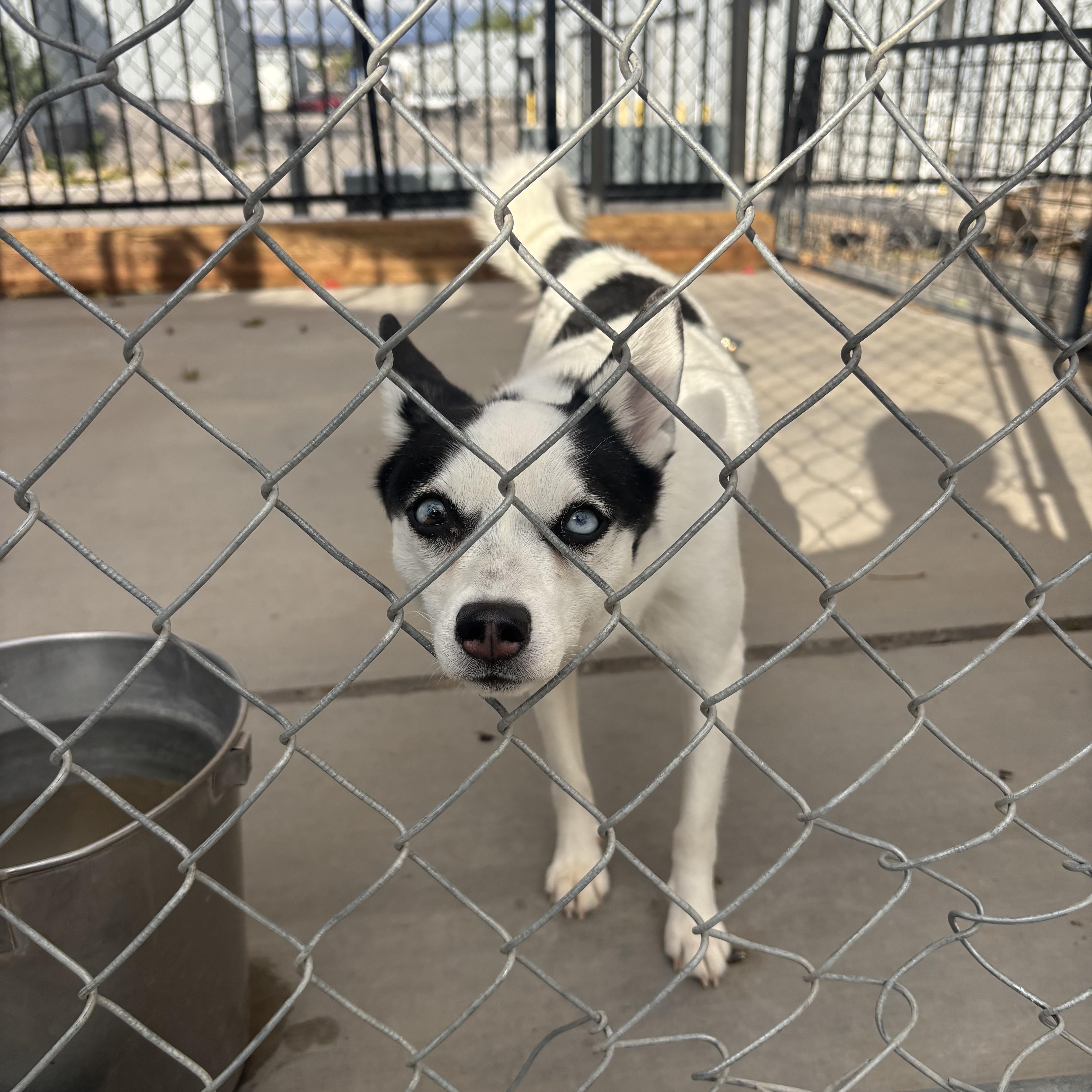 A young small-sized female Chihuahua dog named Whiskey for adoption in Washington, UT