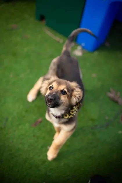 A baby medium-sized female German Shepherd Dog dog named Frogger for adoption in Hobart, IN