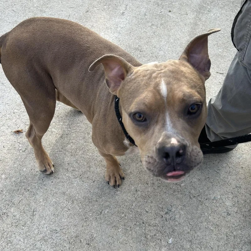 Noah Davis Rd Stray