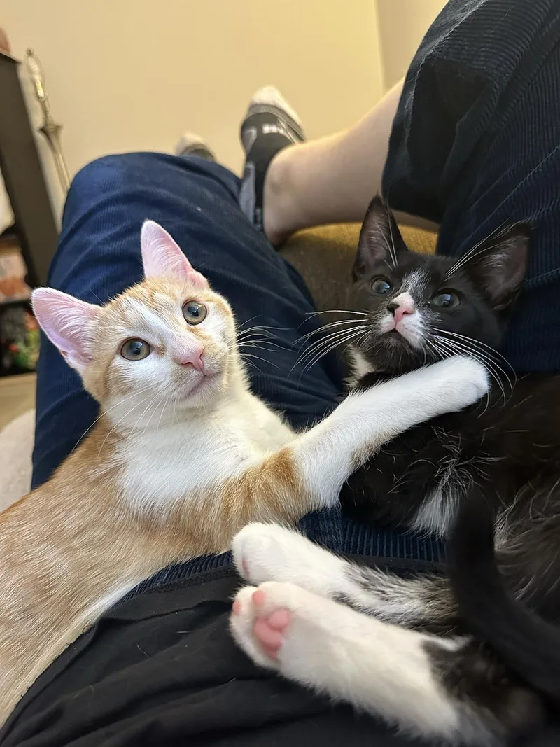 A baby medium-sized female Black & White / Tuxedo Domestic Short Hair cat named Birkenstock for adoption in Philadelphia, PA