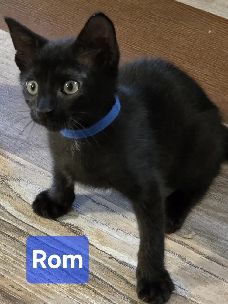 A baby small-sized male Black Domestic Short Hair cat named Rom for adoption in Dallas, TX