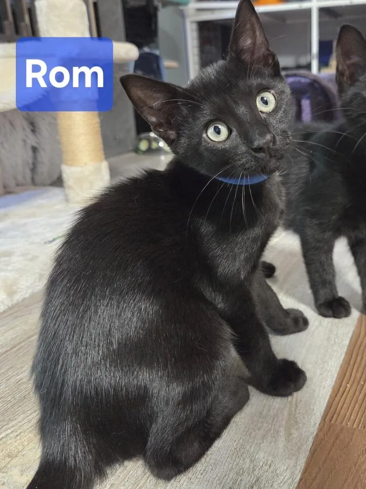 Rom thumbnail 2