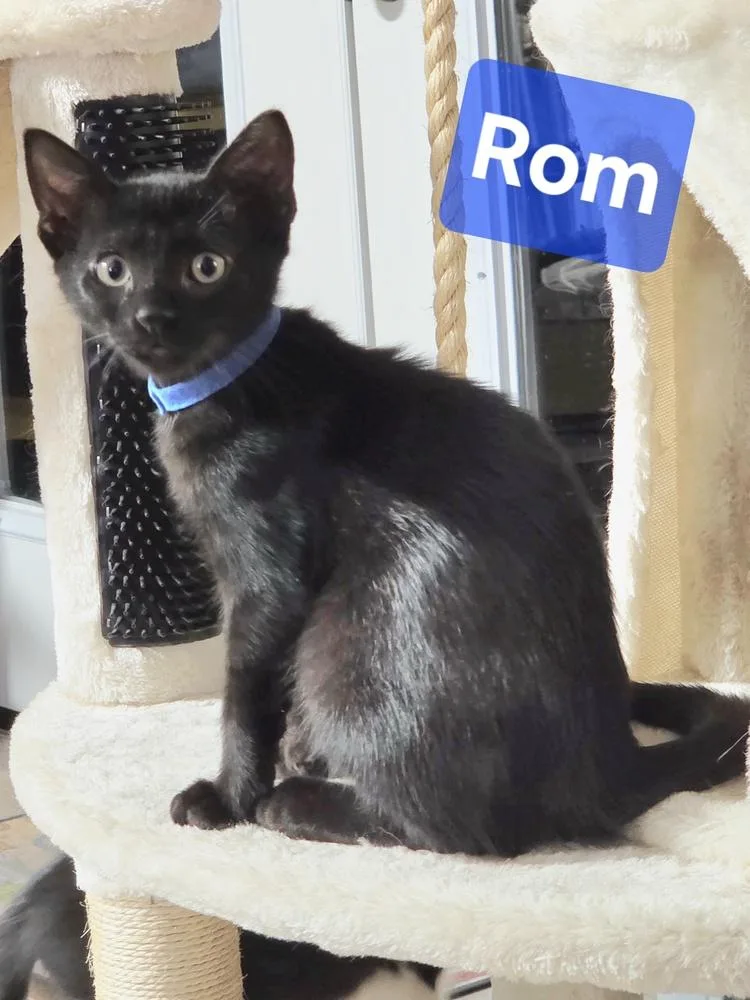 Rom thumbnail 3