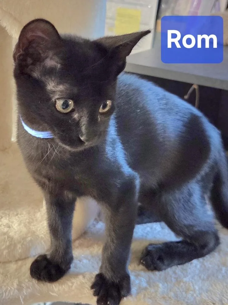 Rom thumbnail 4
