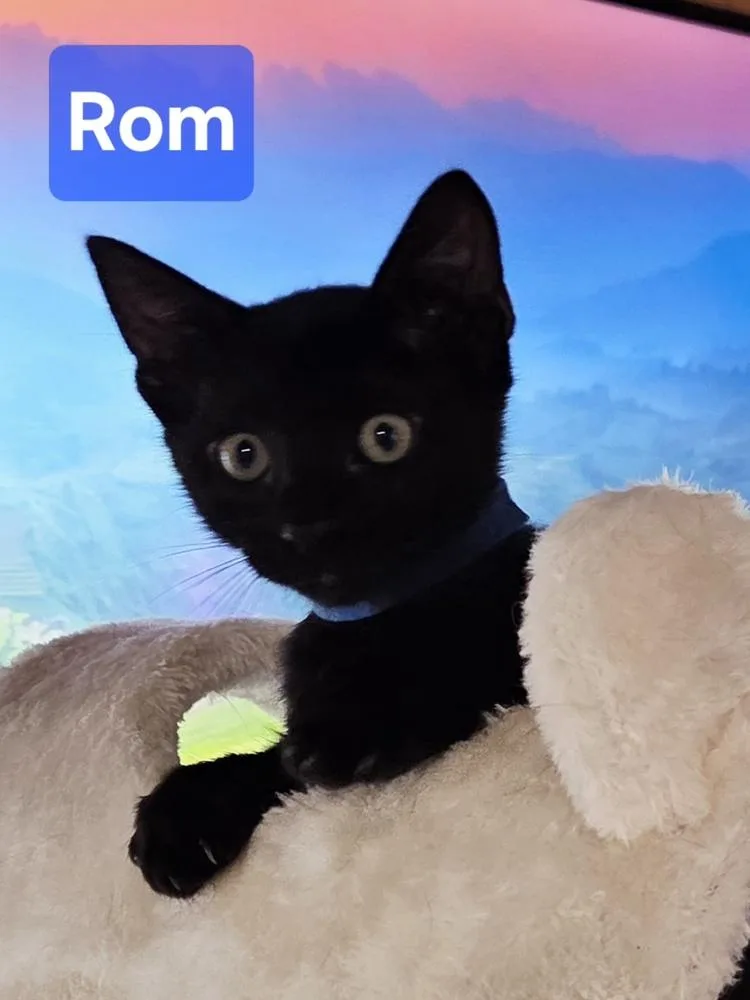 Rom thumbnail 5